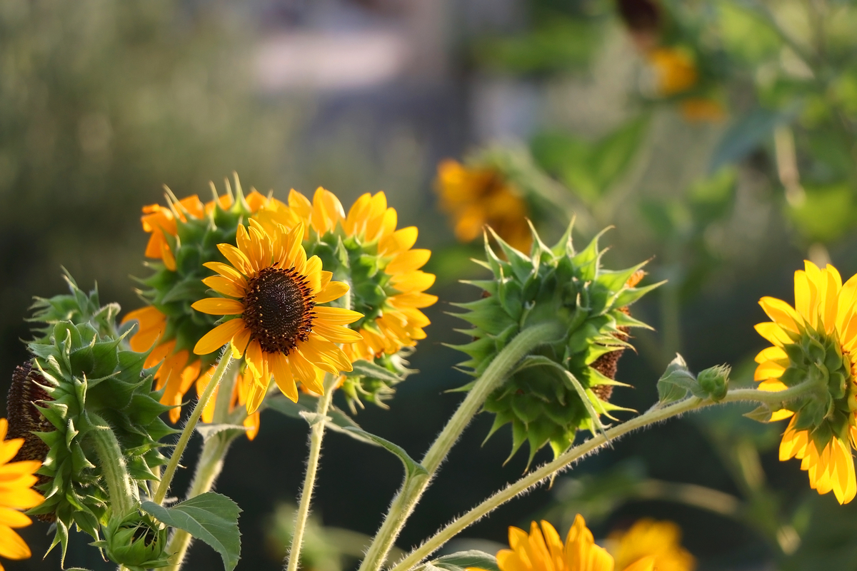 What Not to Plant With Sunflowers? 