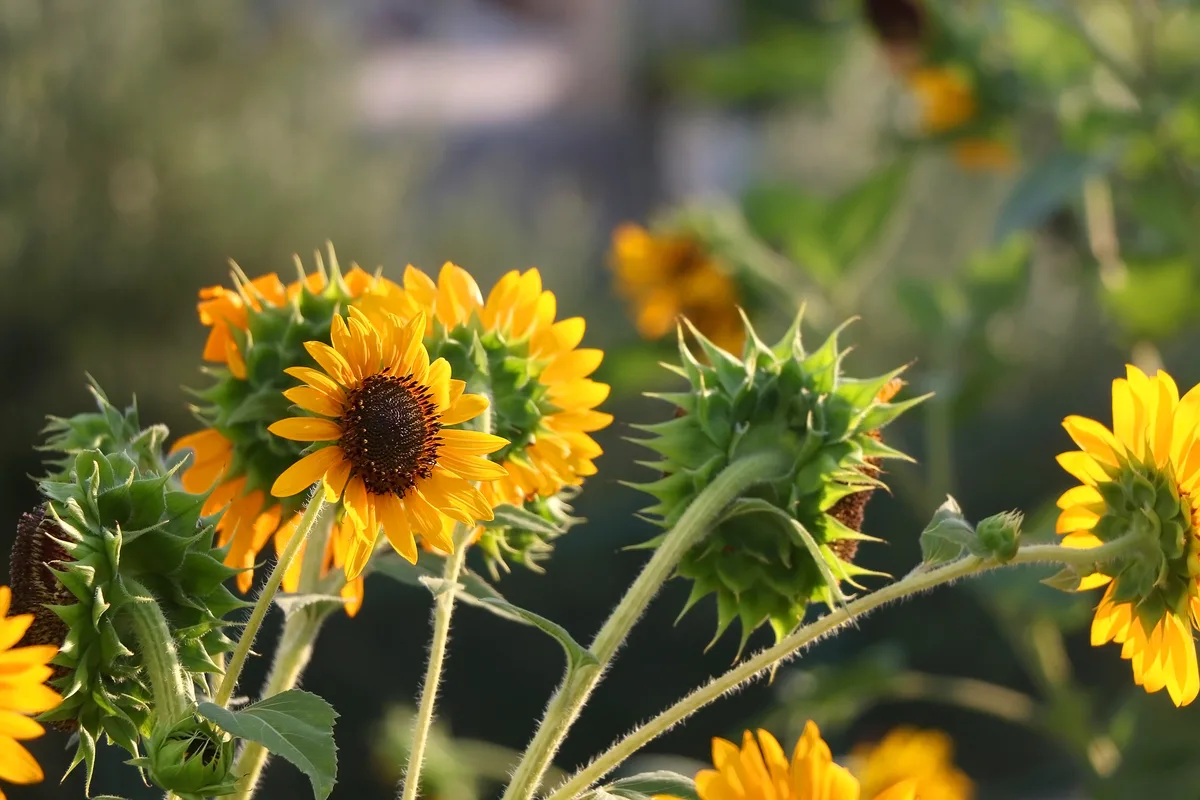 Image of Sunflowers and Zucchini plants