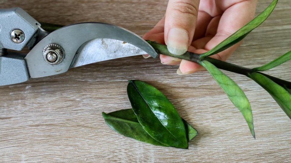 3 Ways To Propagate ZZ Plant (StepbyStep)