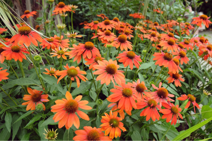 20 Reasons To Grow Echinacea + How To Do It
