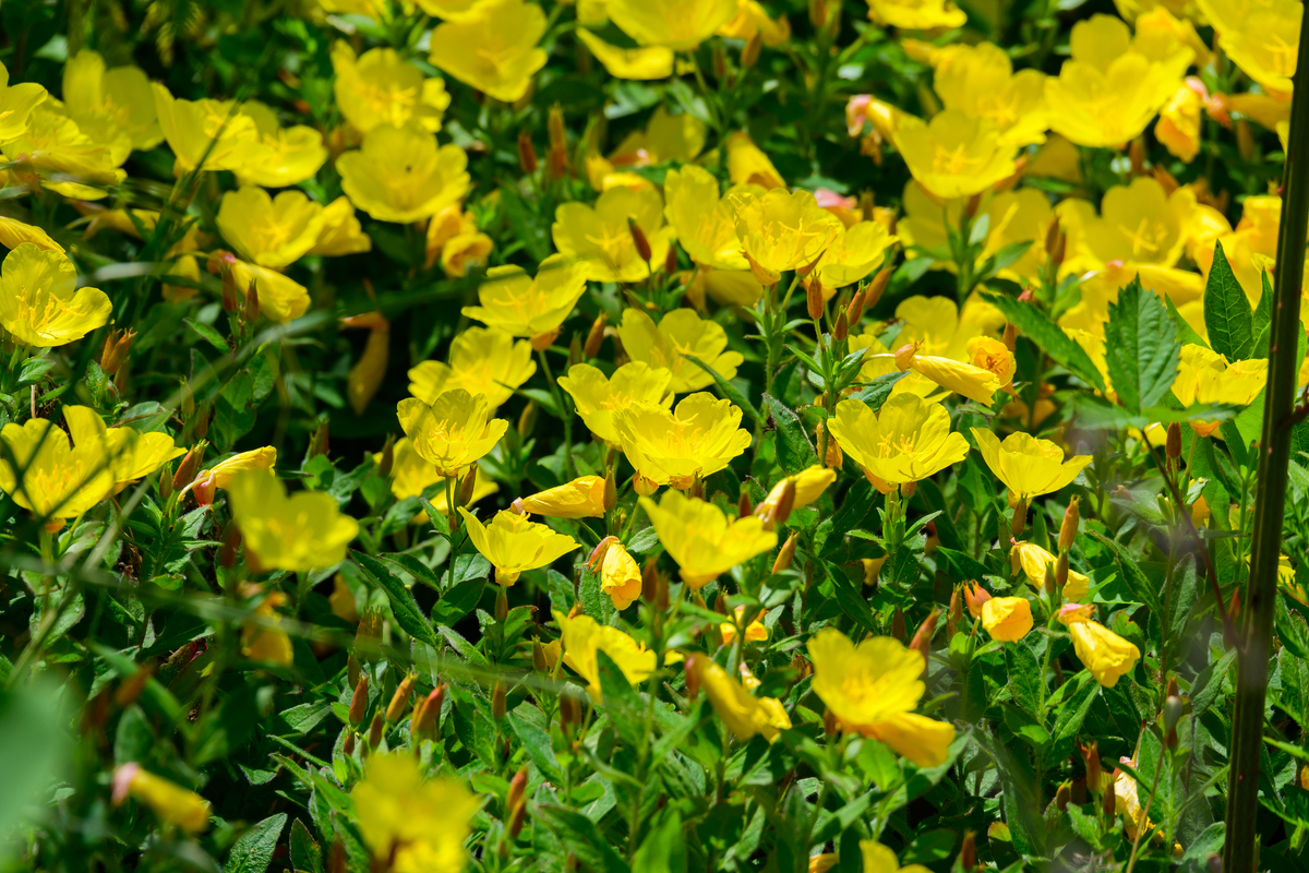 12 Yellow Perennial Flowers To Add Sunshine To Your Backyard