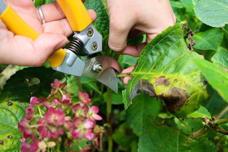 Hydrangea Removal 10 Secrets to Get More Blooms from Your Hydrangeas
