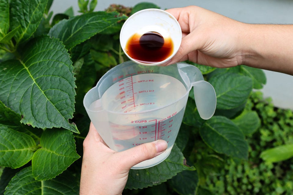 How To Fertilize Hydrangeas for Bigger & Better Blooms