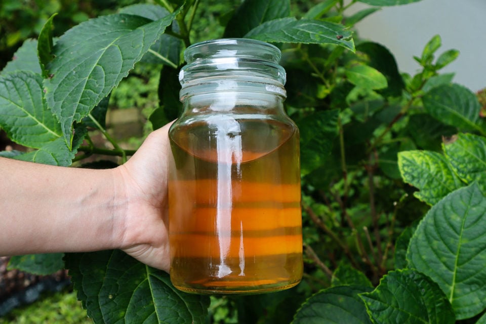 How To Fertilize Hydrangeas for Bigger & Better Blooms