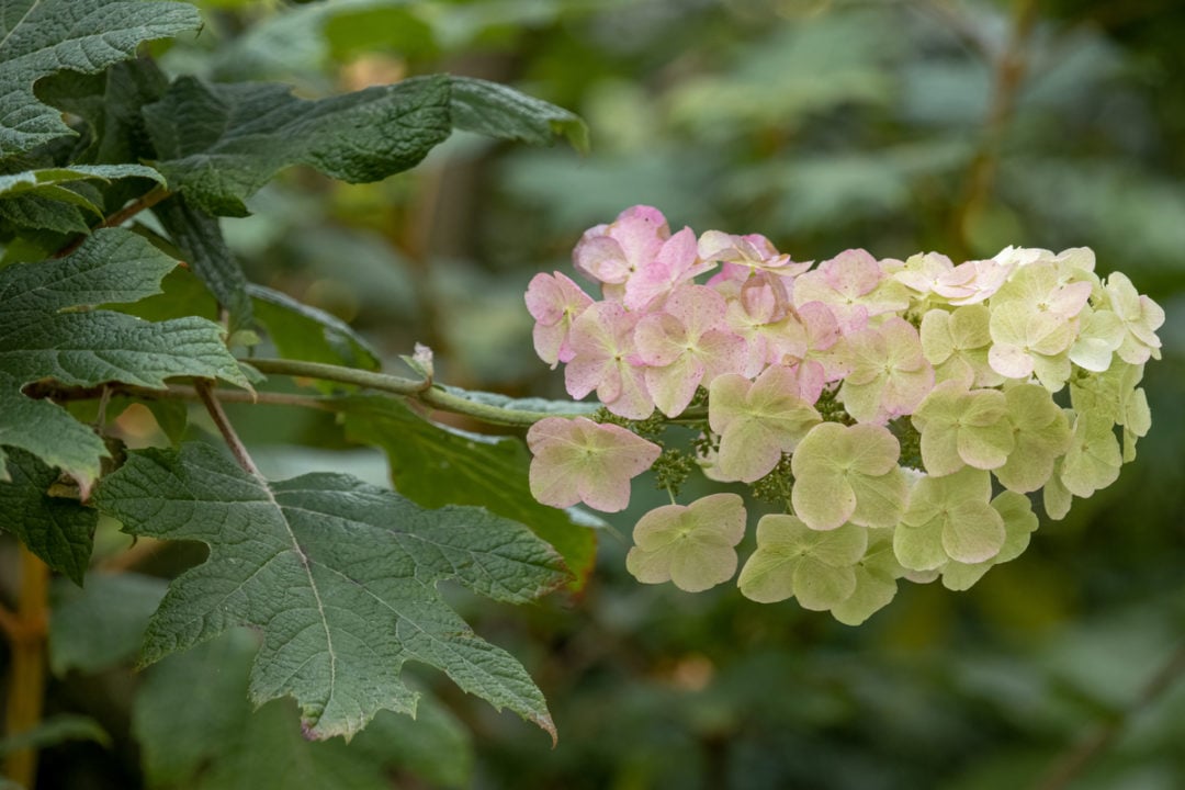 Growing Hydrangeas In Pots - 15 Things You Need To Know