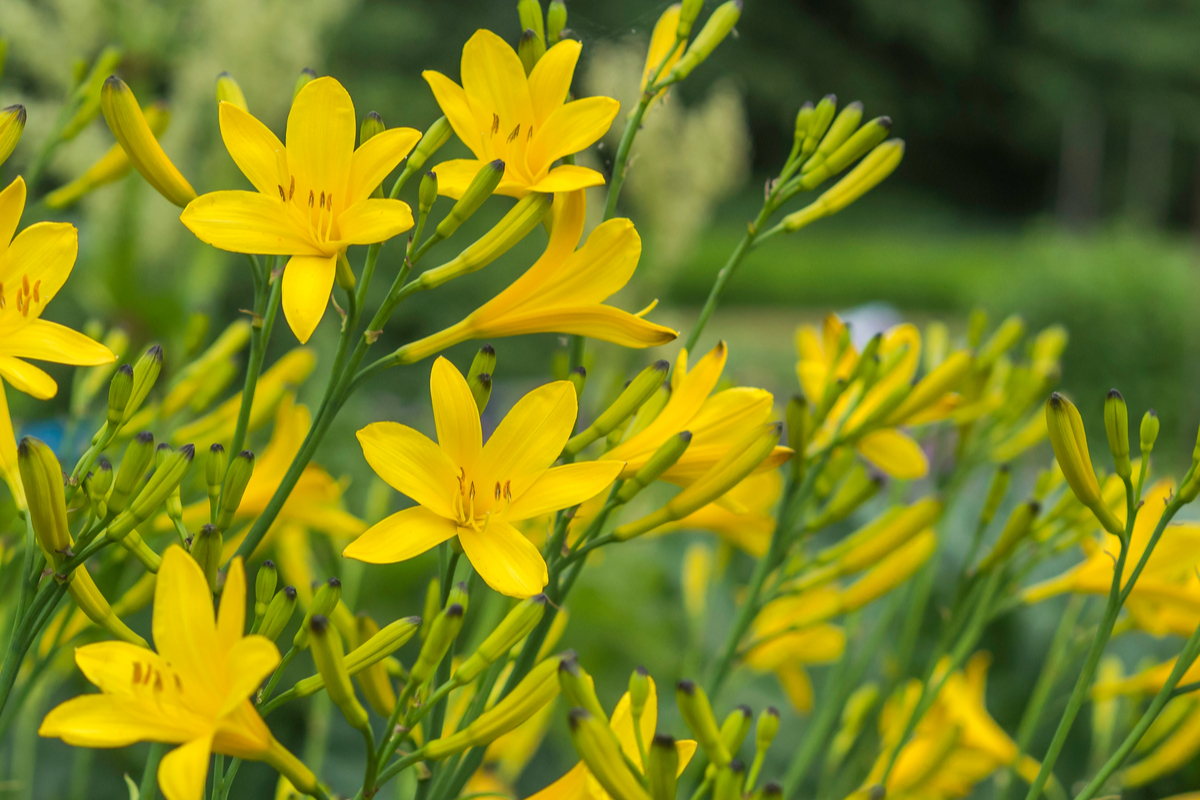 Spring Yellow Perennial Flowers Identification At Carolyn Daniels Blog