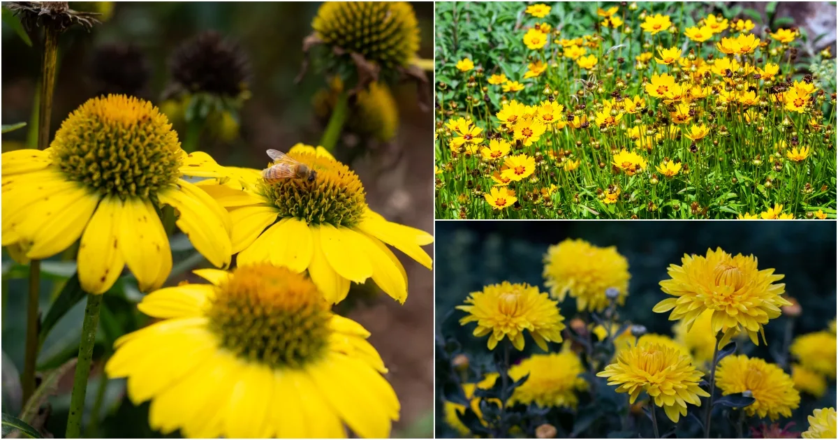 12 Yellow Perennial Flowers To Add