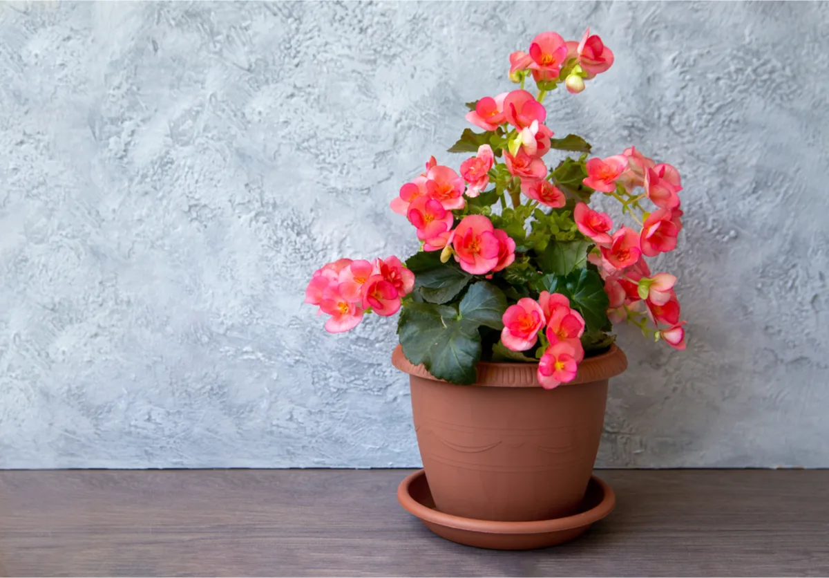 Growing Begonias as Houseplants Everything You Need To Know