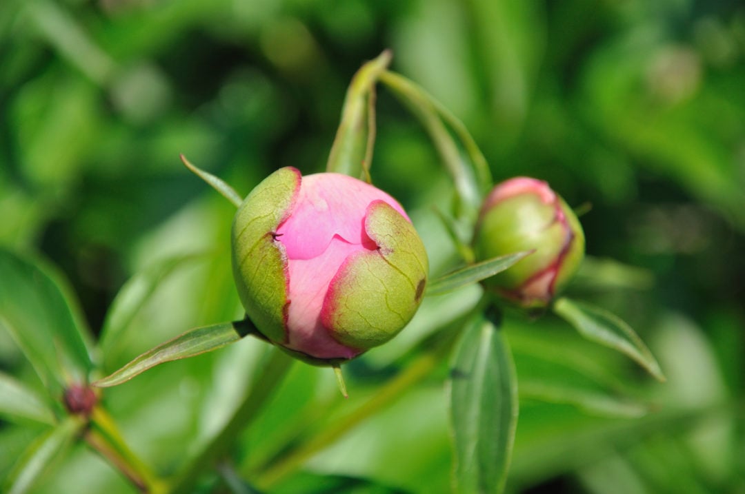 10 Reasons Why Your Peonies Aren’t Blooming