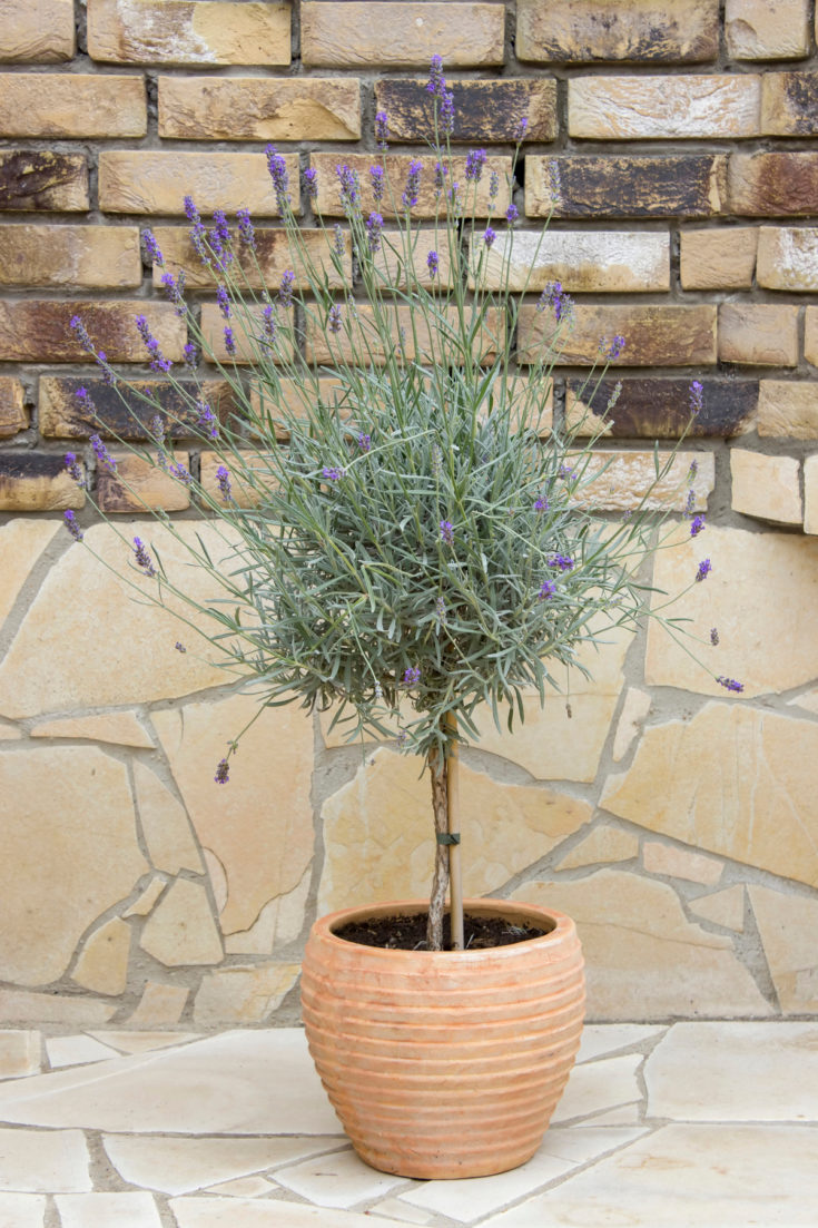 How To Care For A Lavender Tree (& Train Your Own)
