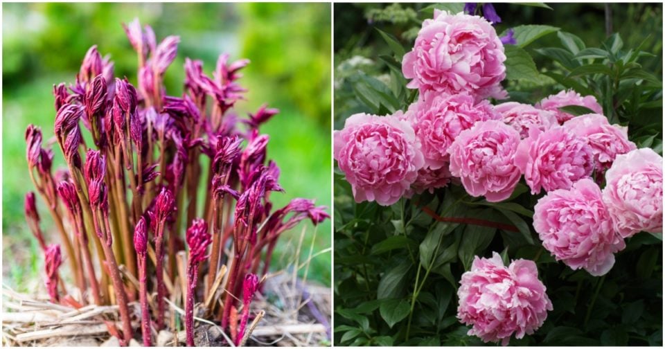 How To Fertilize Peony Plants In Spring For Big Blooms