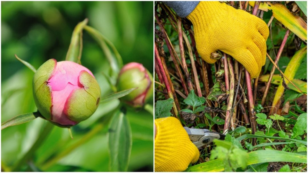 10 Reasons Why Your Peonies Aren’t Blooming