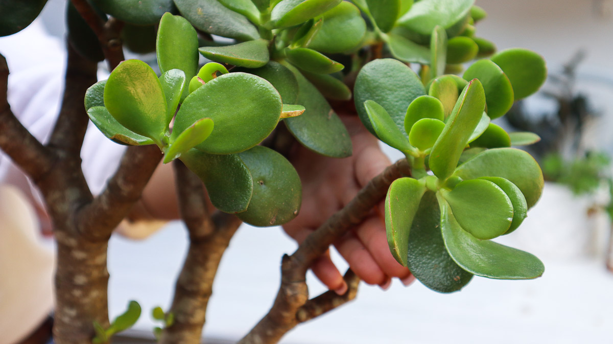 How to Propagate a Jade Plant