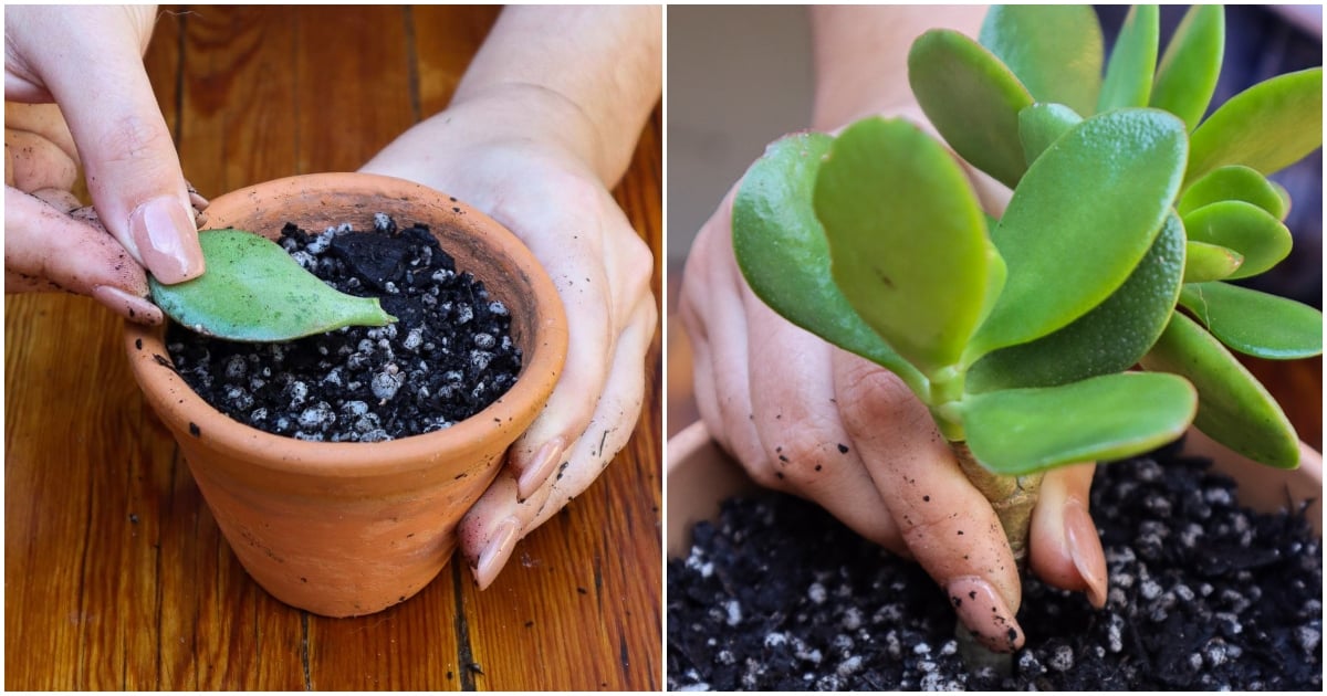How To Propagate Jade Plants From Stem Or Leaf Cuttings