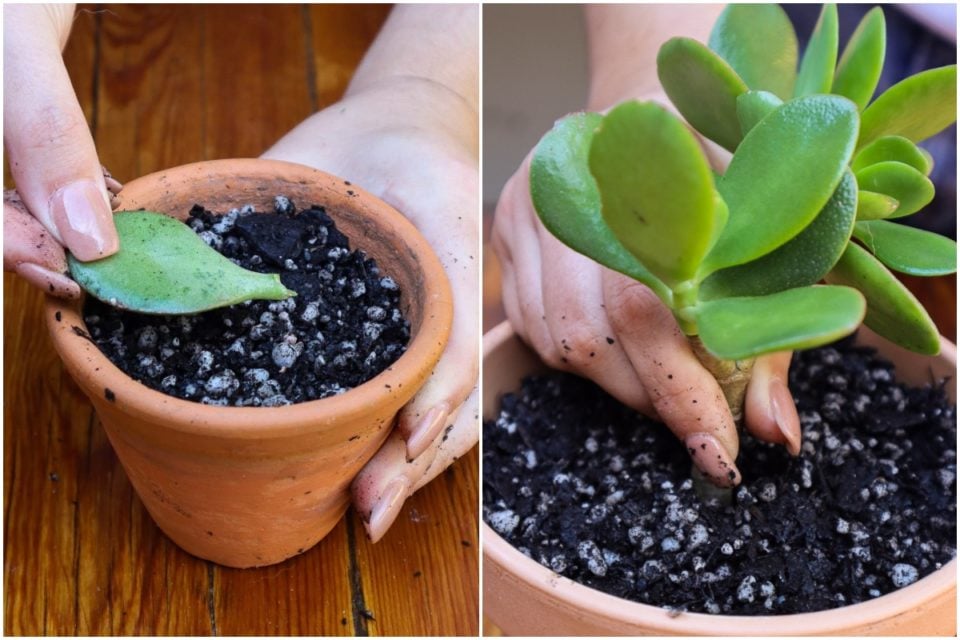 How To Propagate Jade Plants From Stem Or Leaf Cuttings