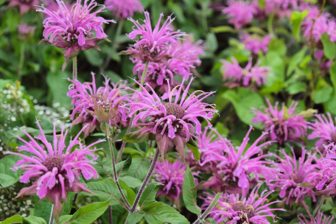 15 Reasons To Grow Bee Balm + How To Grow It