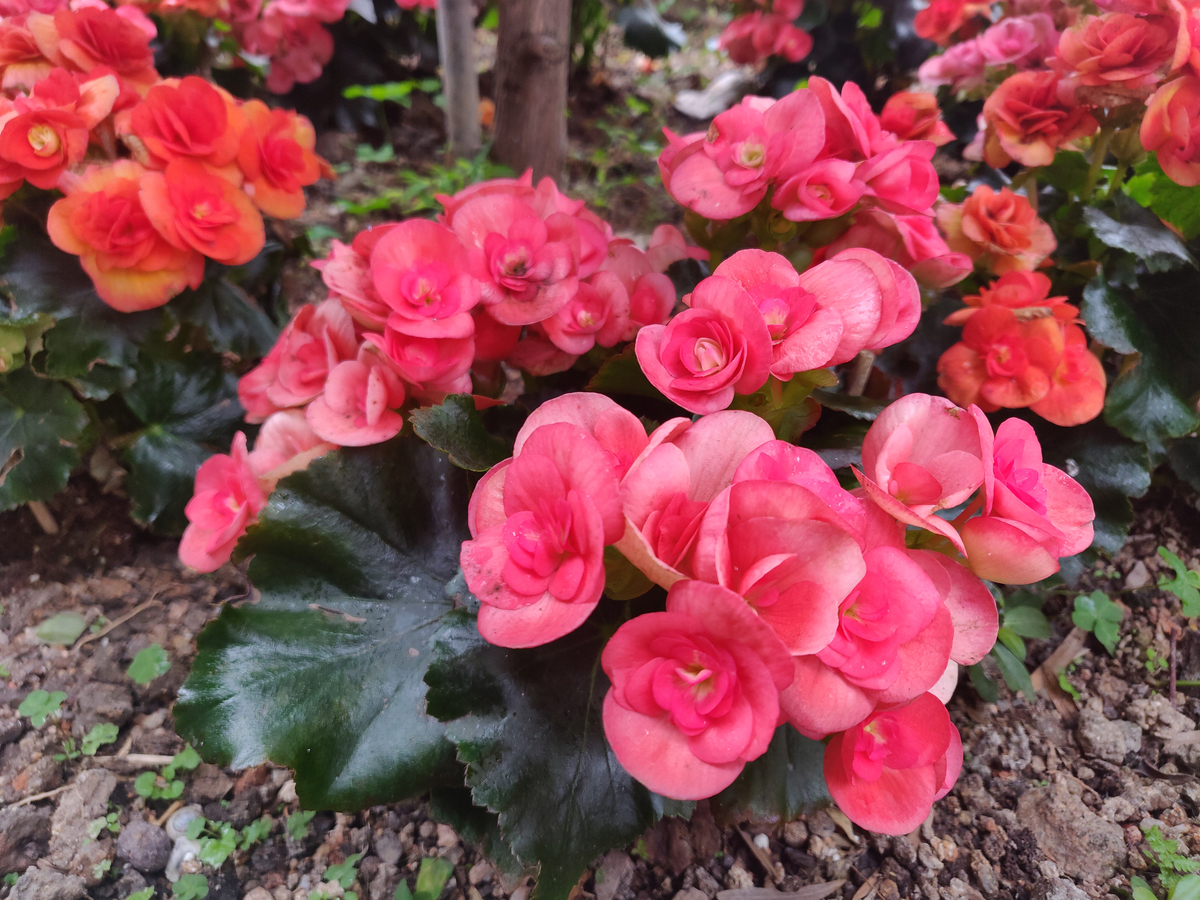 Beautiful Begonias: Best Varieties, Care Guide & Tips For More Flowers