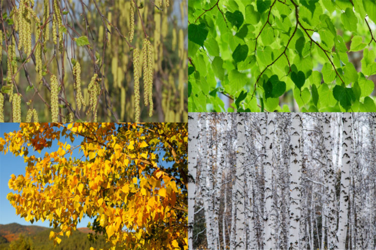 20+ AllYearRound Plants That Look Stunning In Every Season