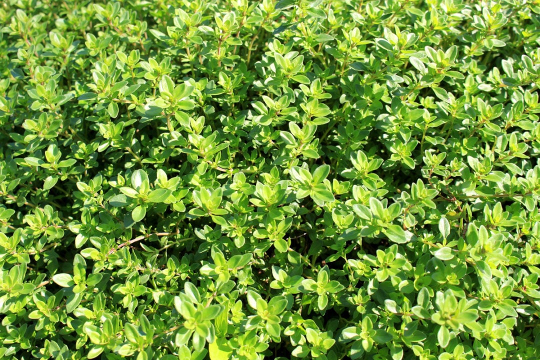 11 NoMow Alternatives to Your Grass Lawn