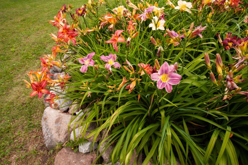 12 Perennials You Should Cut Back In Fall
