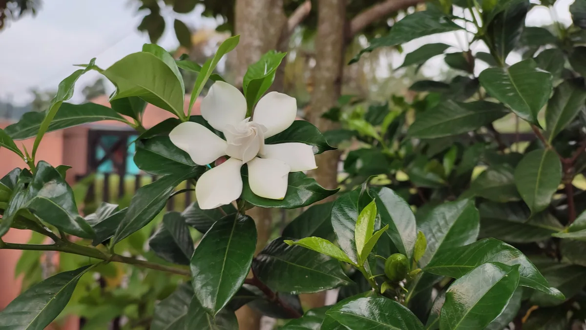6 Reasons Why Your Gardenia Isn't Blooming