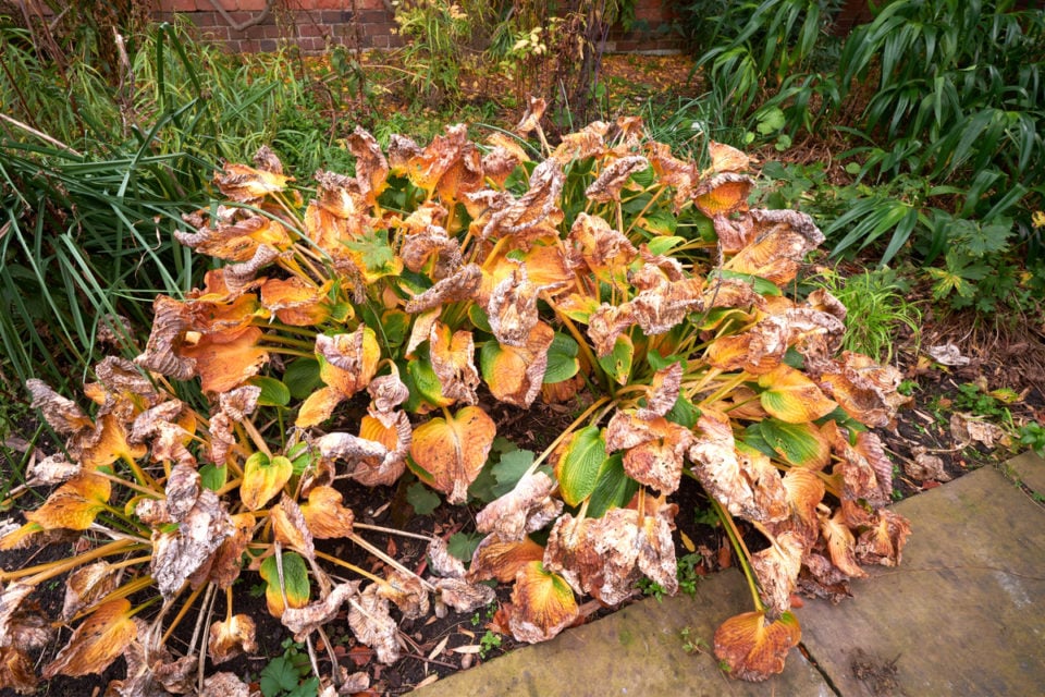 12 Perennials You Should Cut Back In Fall