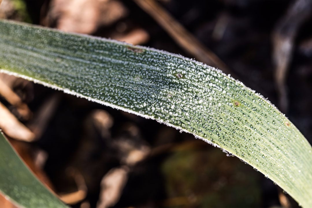 12 Perennials You Should Cut Back In Fall