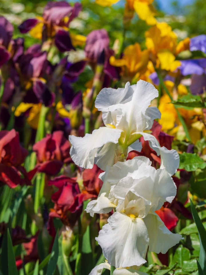 6 Reasons Why Your Irises Didn't Bloom (& Fixing It For Next Year)