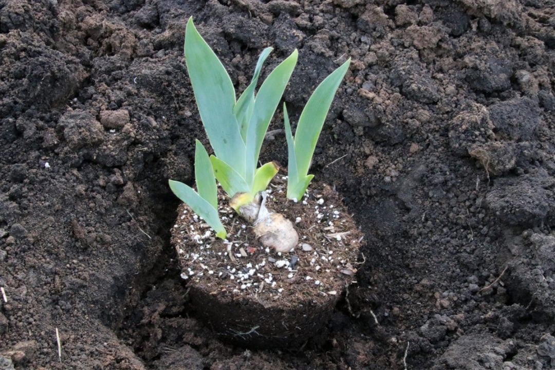 6 Reasons Why Your Irises Didn't Bloom (& Fixing It For Next Year)