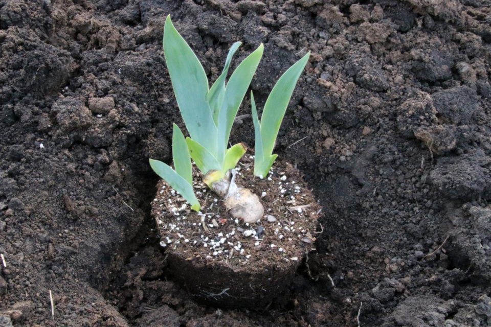 6 Reasons Why Your Irises Didn't Bloom (& Fixing It For Next Year)