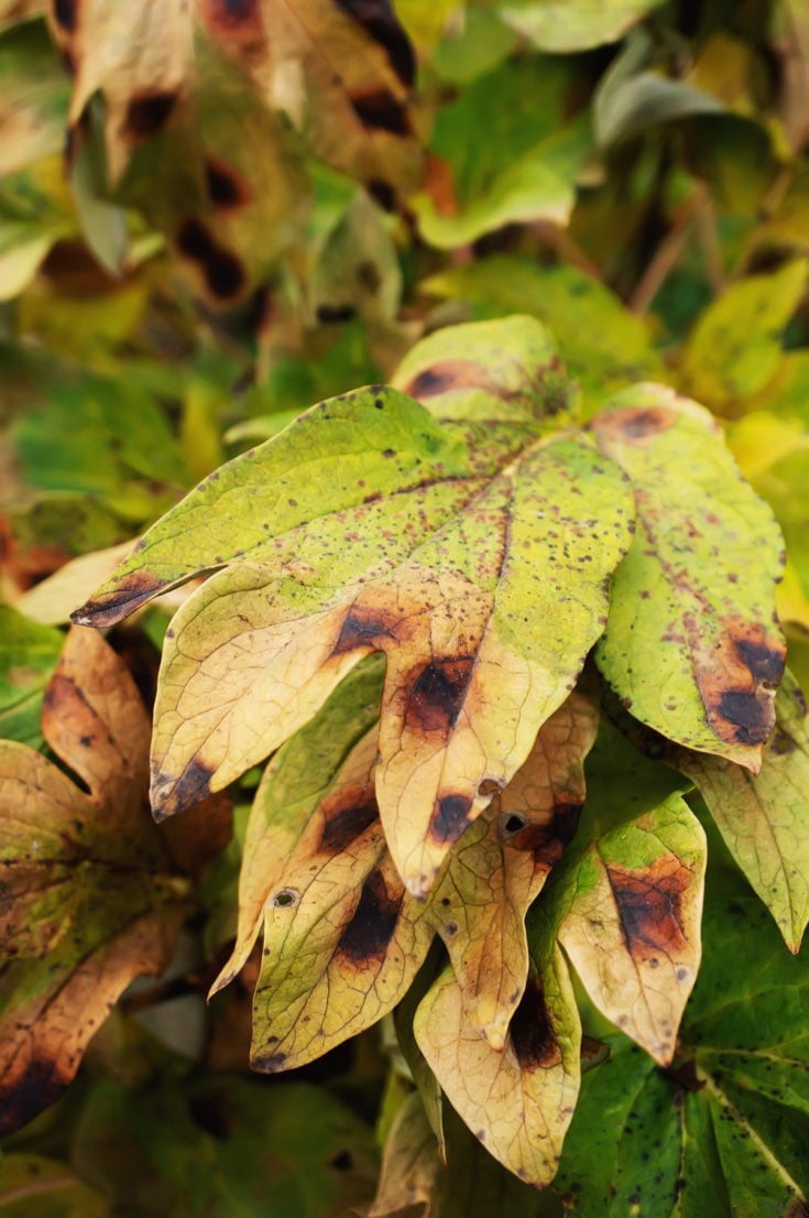 12 Perennials You Should Cut Back In Fall