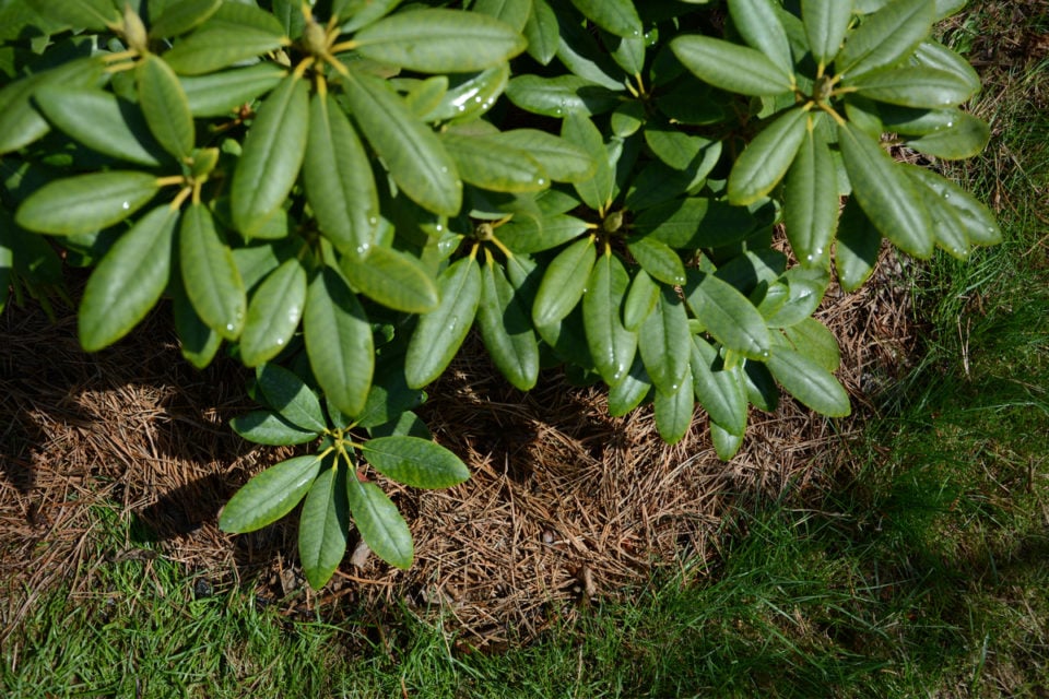 8 Reasons Why Your Rhododendrons Aren't Blooming