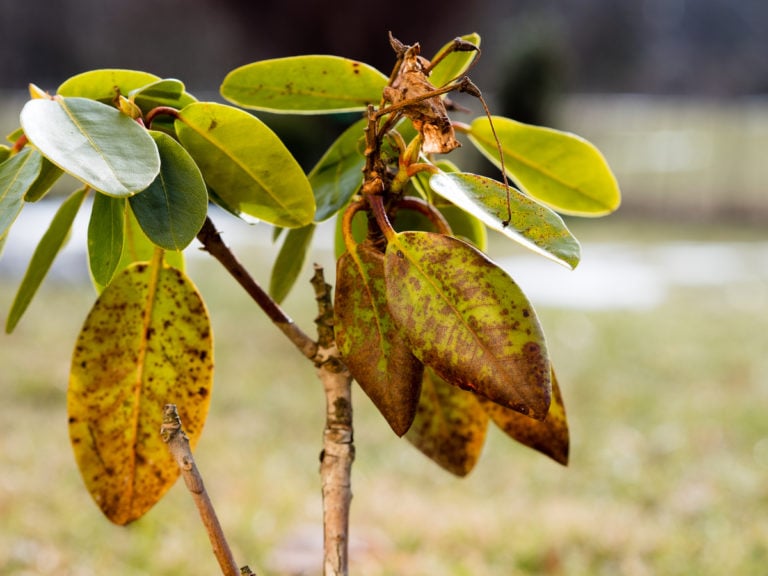 8 Reasons Why Your Rhododendrons Aren't Blooming