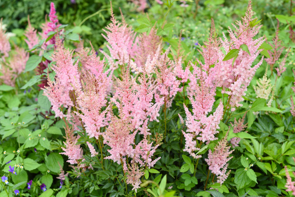 17 Moisture Loving Perennial Plants That Thrive In Wet Soil