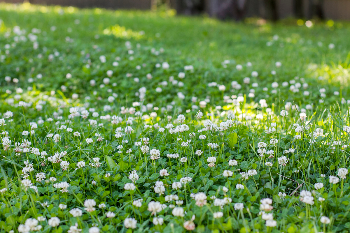 11 No-Mow Alternatives to Your Grass Lawn