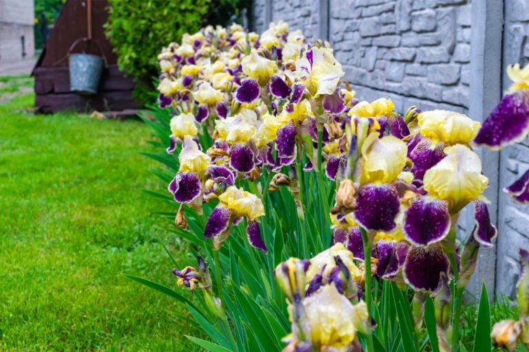 6 Reasons Why Your Irises Didn't Bloom (& Fixing It For Next Year)