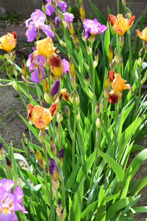 6 Reasons Why Your Irises Didn't Bloom (& Fixing It For Next Year)