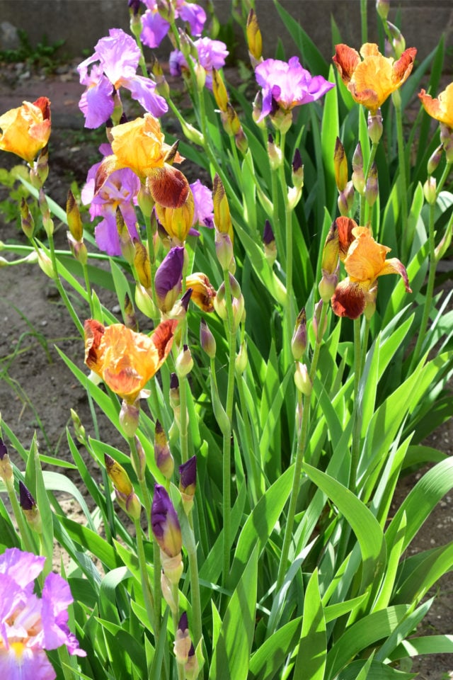 6 Reasons Why Your Irises Didn't Bloom (& Fixing It For Next Year)