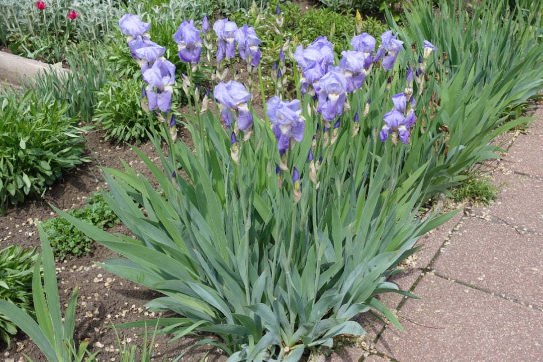 6 Reasons Why Your Irises Didn't Bloom (& Fixing It For Next Year)
