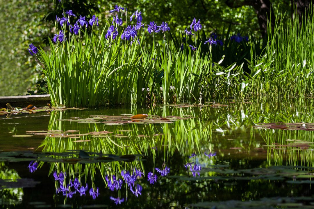 17 Moisture Loving Perennial Plants That Thrive In Wet Soil
