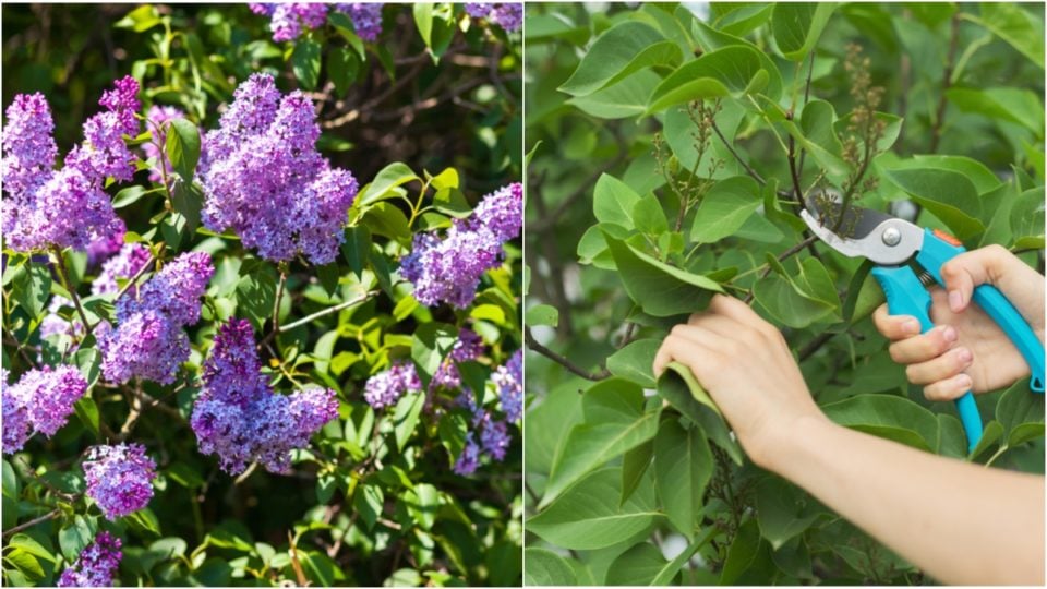 How & When To Prune Lilacs For Brilliant Blooms Every Year
