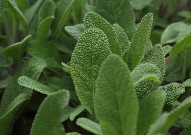 9 Versatile Garden Plants That Repel Flies (& Other Pests)