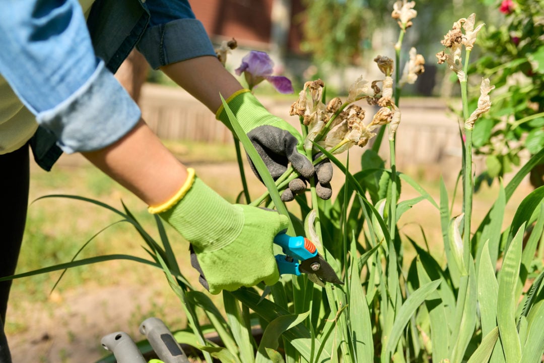How To Care For Irises After Blooming Not Just Deadheading