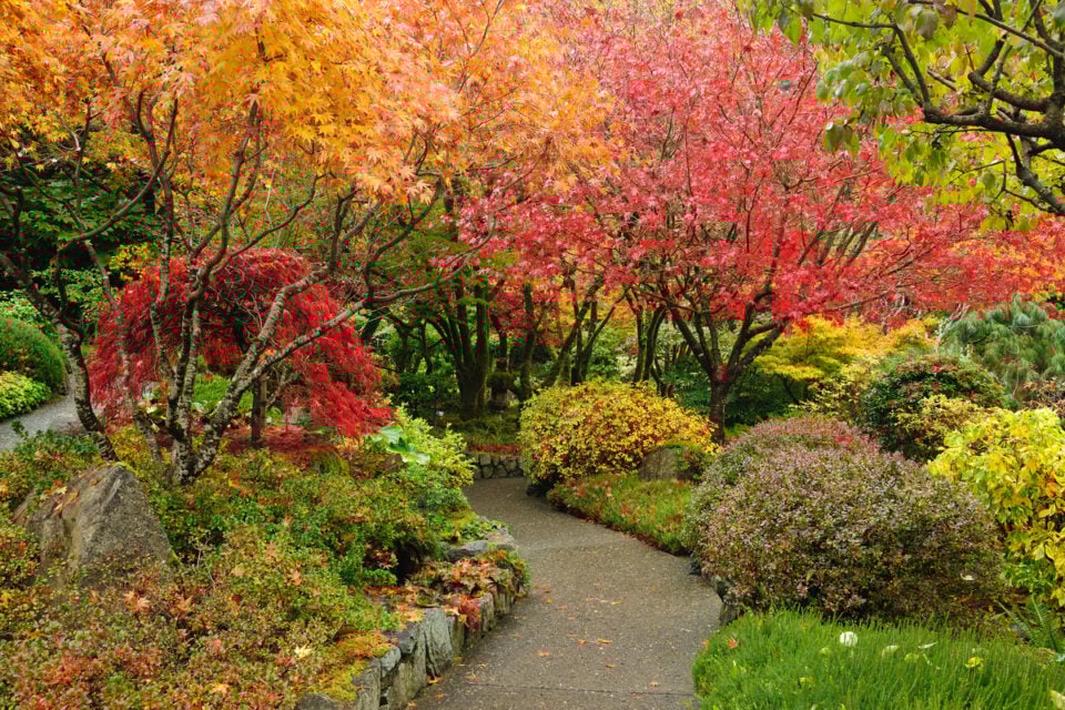 20 all year round plants that look stunning in every season