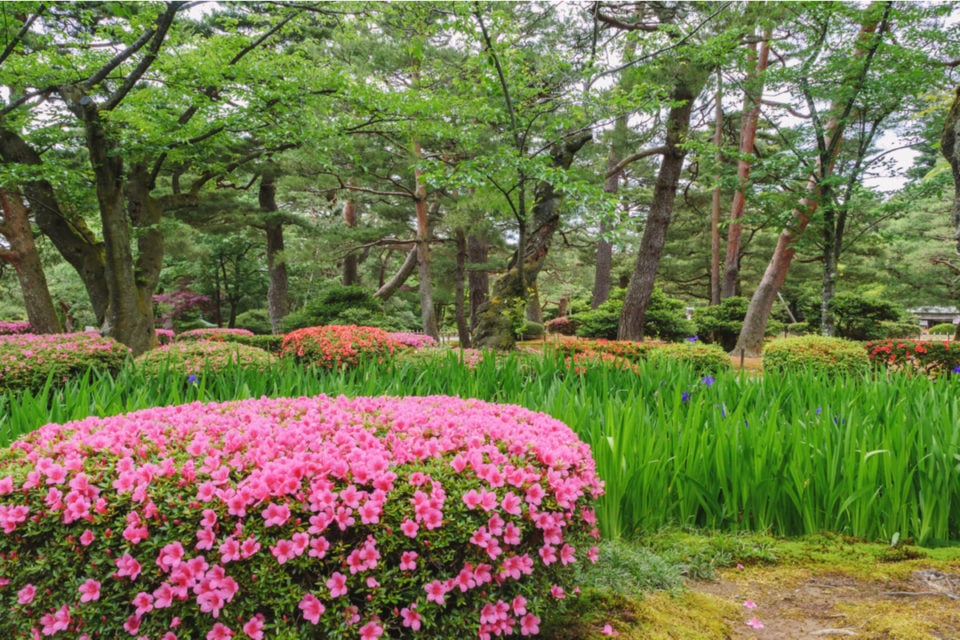 All Year Round Plants