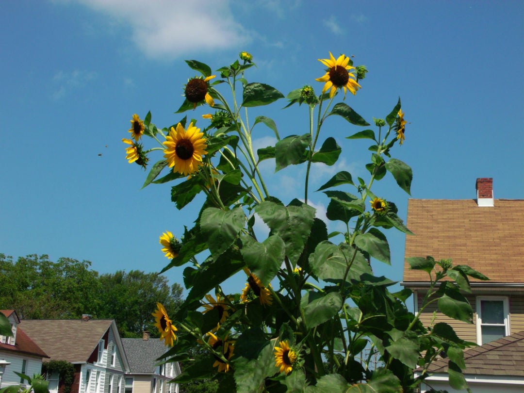 9 Secrets for Growing Giant Sunflowers