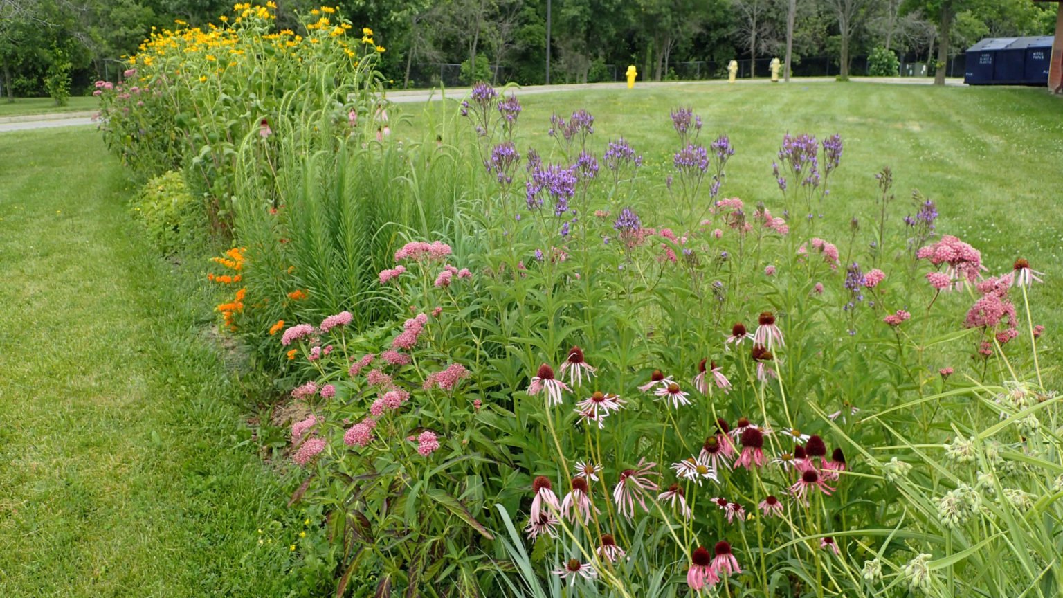 15 Perennials That Benefit From a Summer Pruning