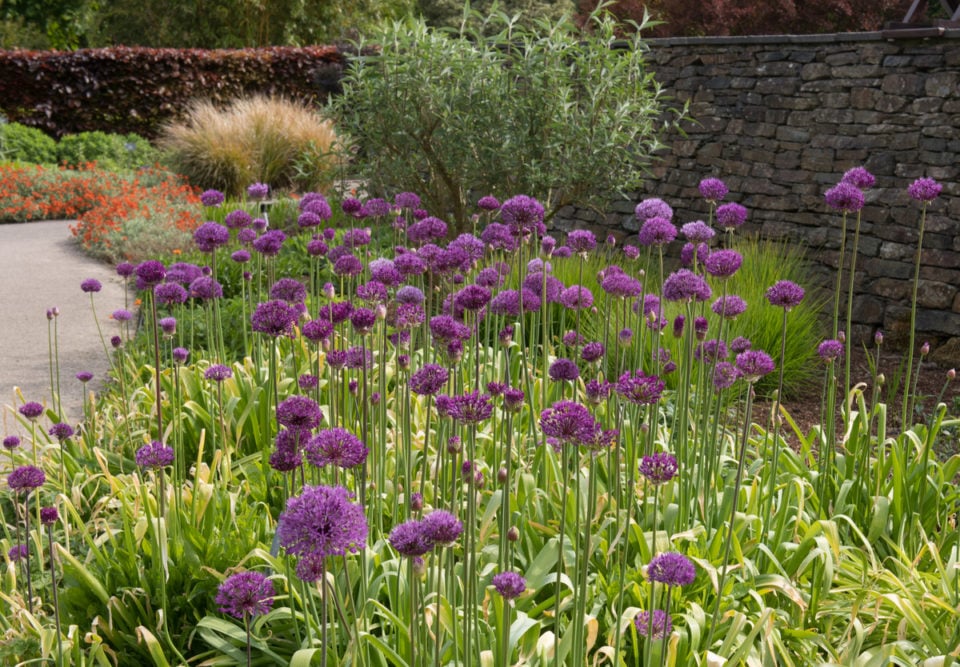 What To Do With Alliums After Flowering