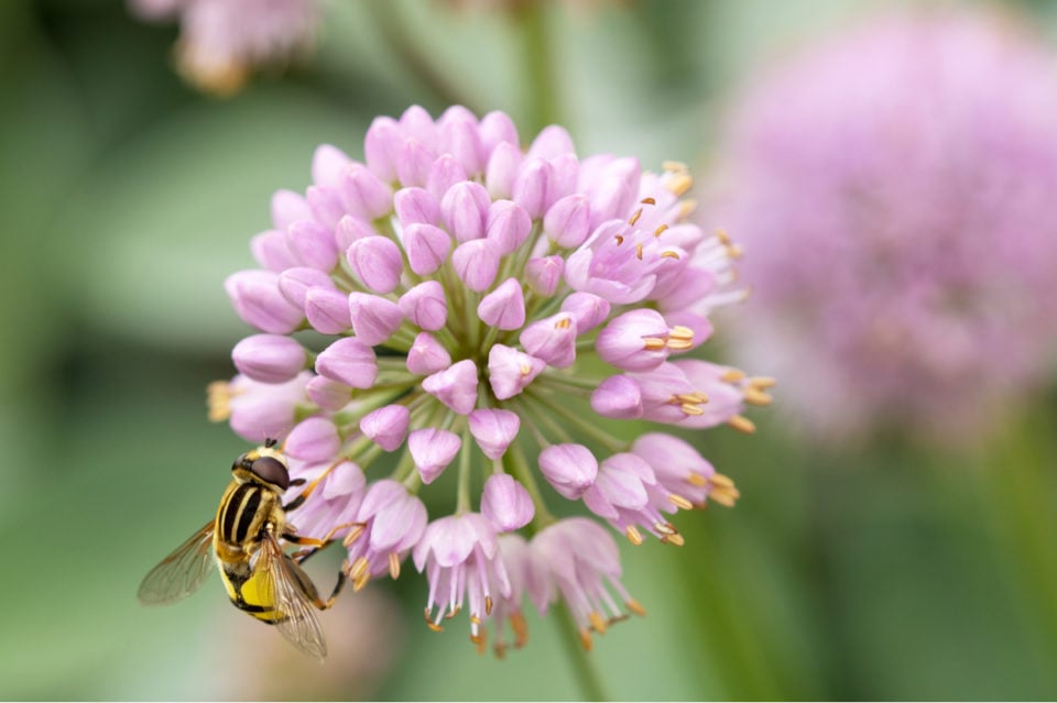 What To Do With Alliums After Flowering