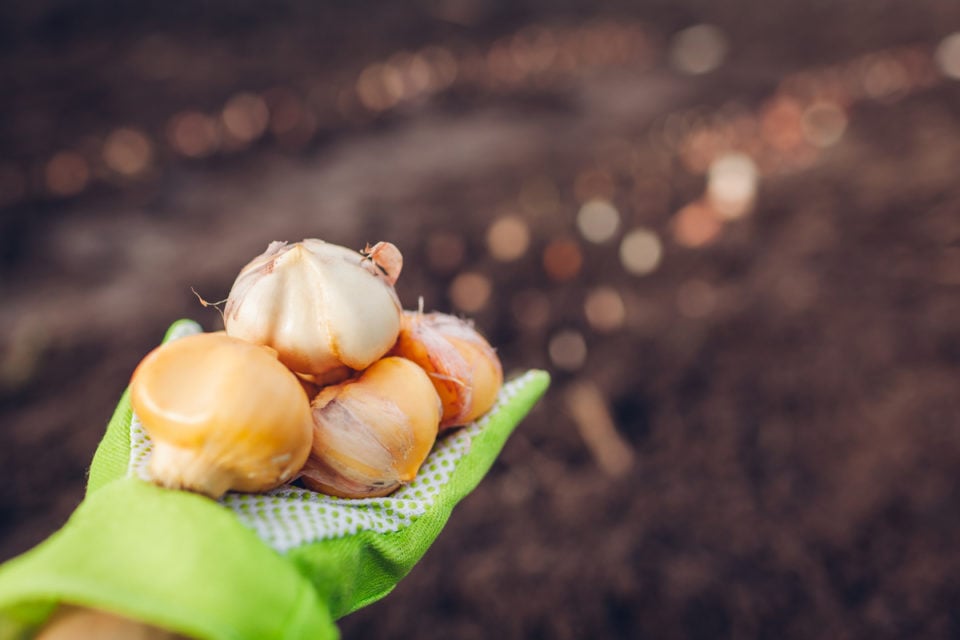 What To Do With Alliums After Flowering